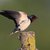 #vistidacasa: al via il nuovo progetto di ornitho.it per il birdwatching da balconi e giardini.