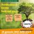 evento distribuzione gratuita alberi il 29/01