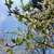 LA PRIMAVERA CHE SI VEDE Interno Verde lancia la call per godere delle fioriture, nonostante il virus