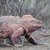 'Darwin Day' conferenza  L'evoluzione di una specie in pericolo: l'iguana rosa delle Galápagos