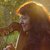 Seminario e concerto con l'arpista americana Christina Tourin