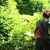INTERNO VERDE CERCA NUOVI GIARDINI DA APRIRE A MAGGIO