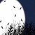 'Notte entomologica' nel Parco Urbano alla ricerca degli insetti che vivono nell'oscurità